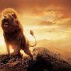 43b165 danger lion profile pic